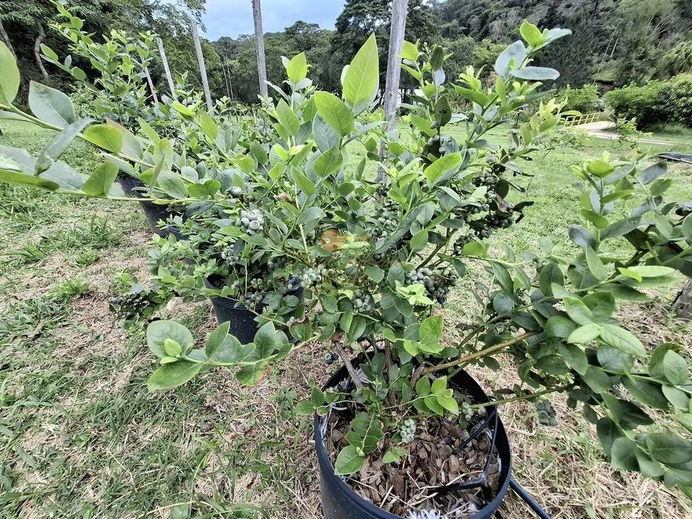 Sítio, 3 quartos, 42 hectares - Foto 21