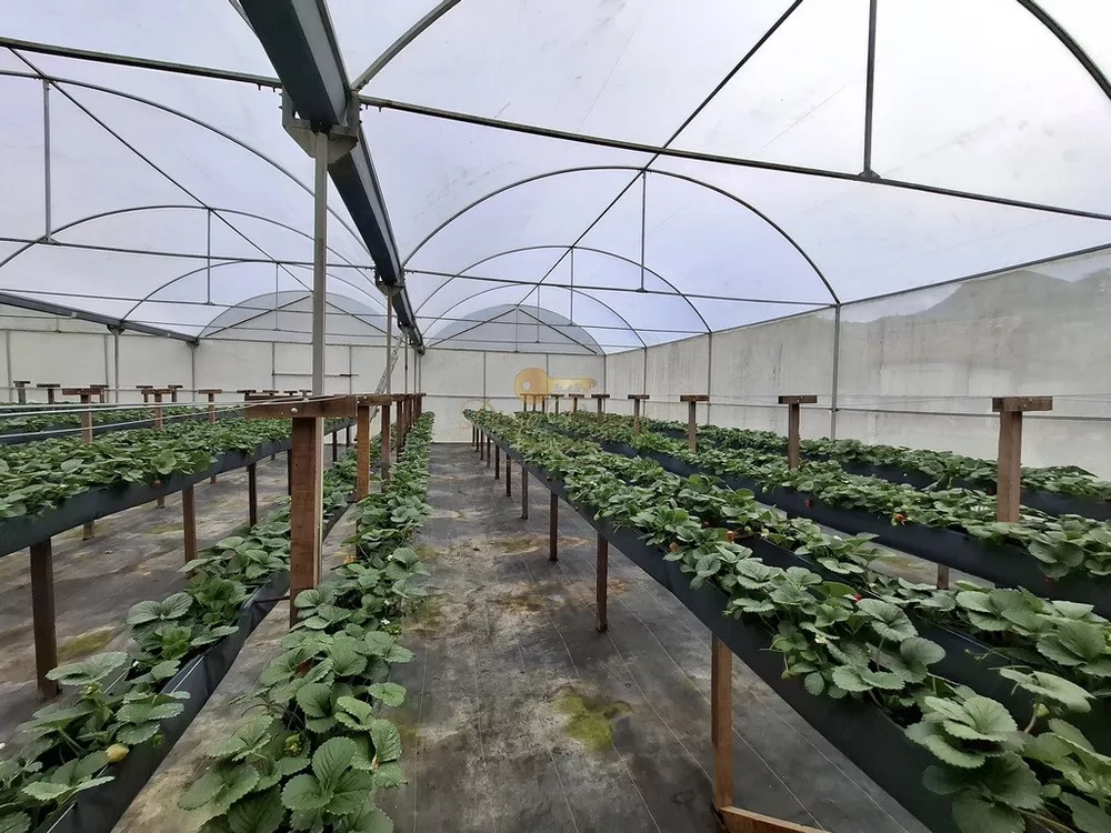 Sítio, 3 quartos, 42 hectares - Foto 19