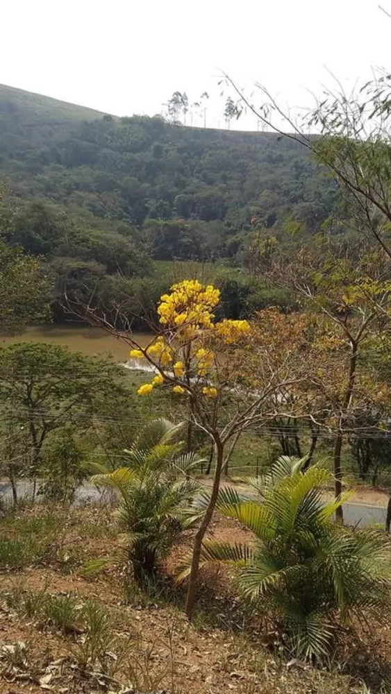 Terreno, 2 hectares - Foto 11