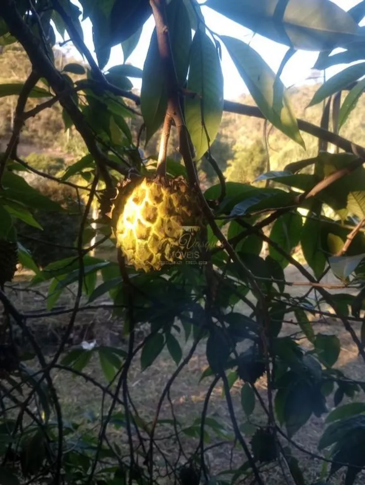 Casa, 4 quartos, 3600 m² - Foto 35