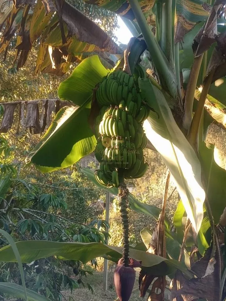 Casa, 4 quartos, 3600 m² - Foto 38