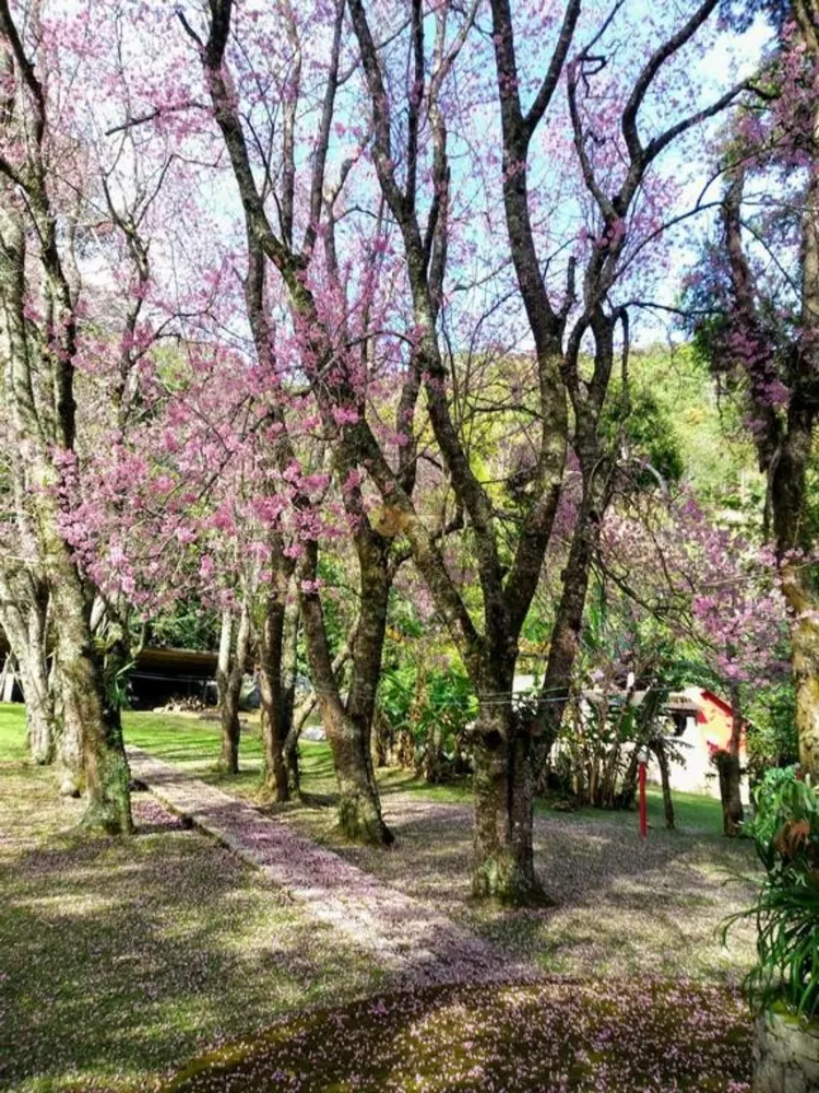 Sítio, 5 quartos, 10000 m² - Foto 24