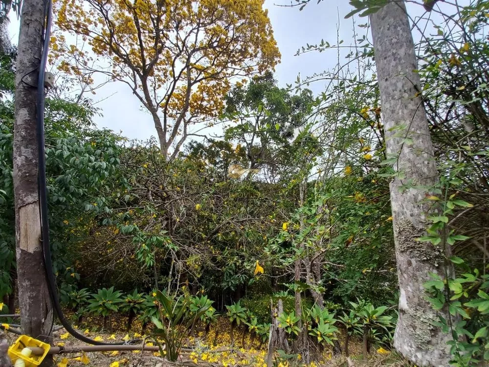 Sítio, 3 quartos, 3888 m² - Foto 18