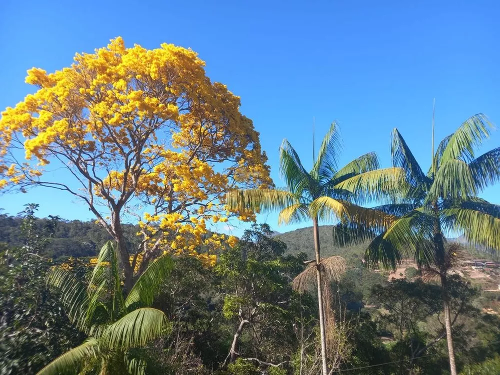 Sítio, 3 quartos, 3888 m² - Foto 14