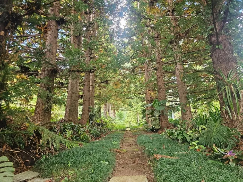 Sítio, 8 quartos, 55 hectares - Foto 7