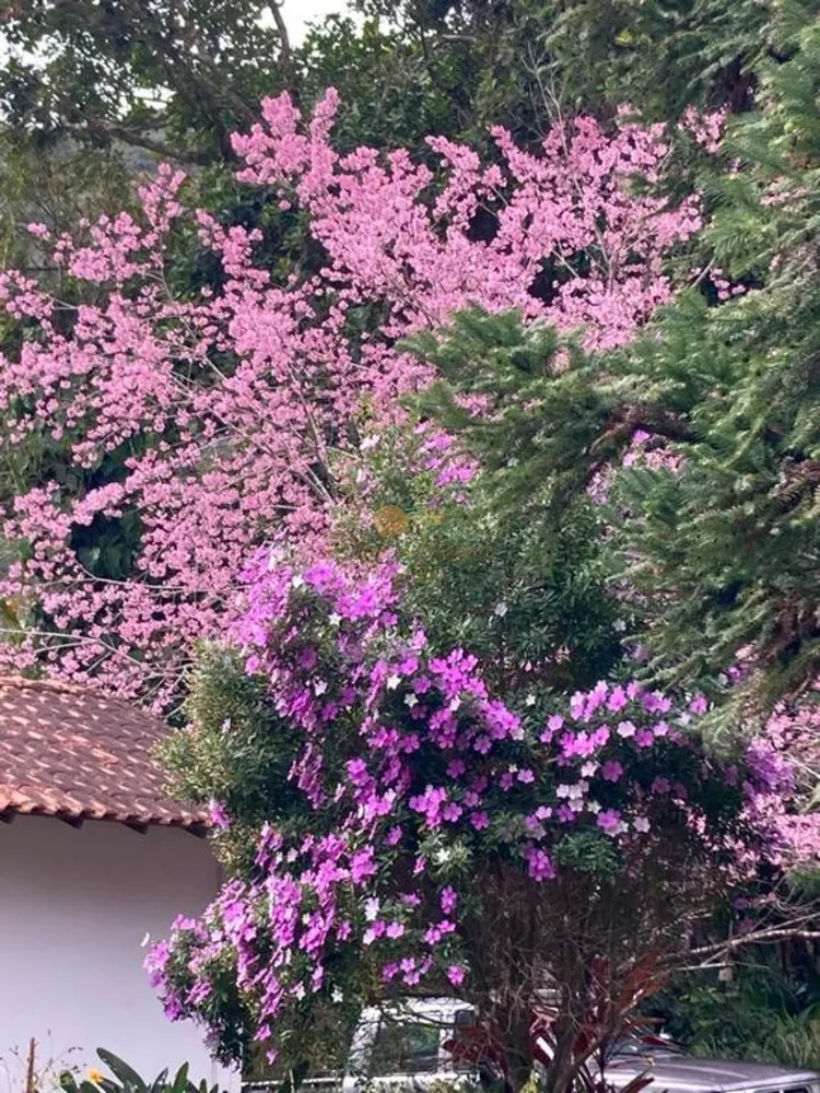 Sítio, 8 quartos, 55 hectares - Foto 10