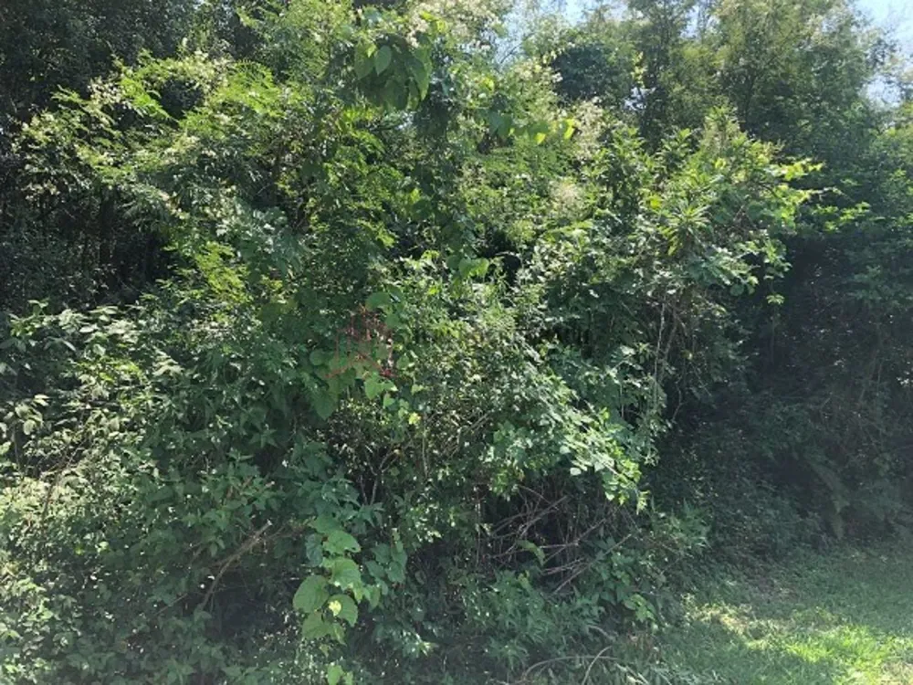 Terreno, 3600 m² - Foto 2