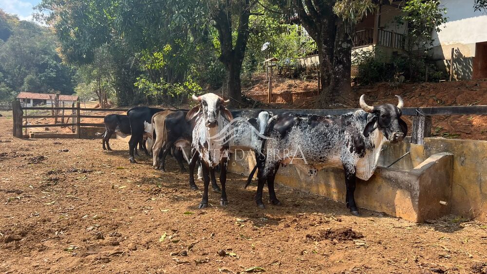 Terreno, 146 hectares - Foto 7