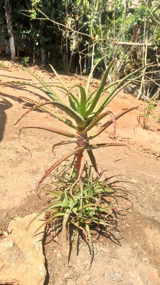 Sítio, 2 quartos, 720 m² - Foto 18