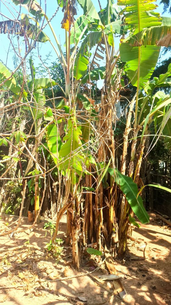 Sítio, 2 quartos, 720 m² - Foto 16