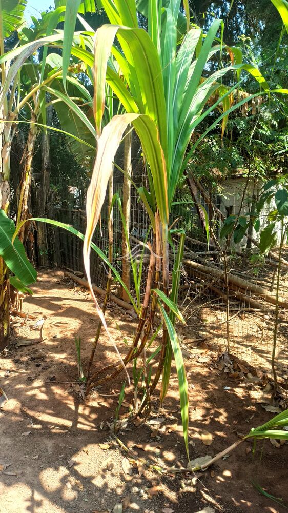 Sítio, 2 quartos, 720 m² - Foto 17