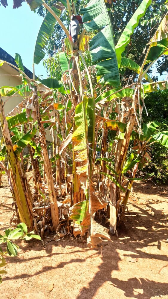 Sítio, 2 quartos, 720 m² - Foto 19