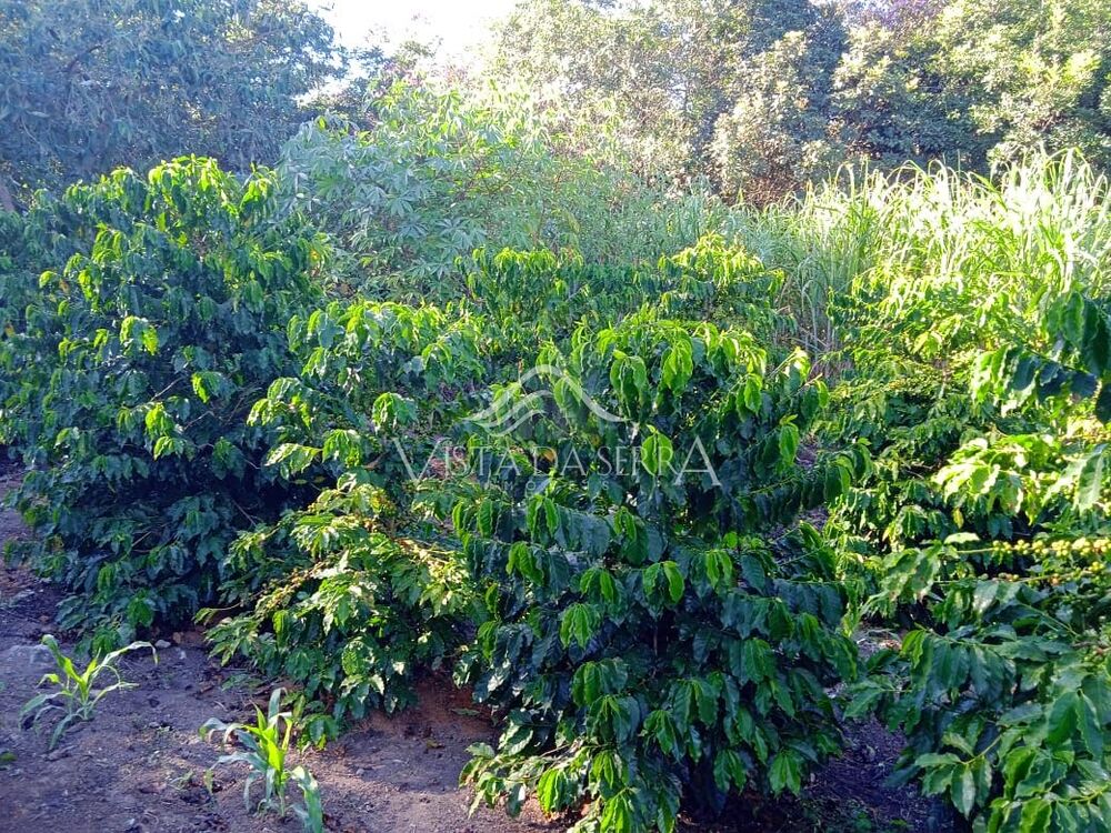 Sítio, 2 quartos, 2 hectares - Foto 16