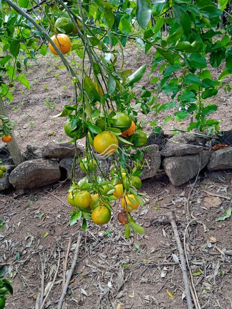 Sítio, 2 quartos, 2 hectares - Foto 3