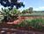 Sítio, 12 hectares - Foto 2