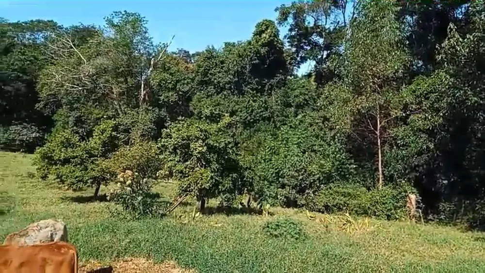 Chácara, 3 quartos, 6000 m² - Foto 10
