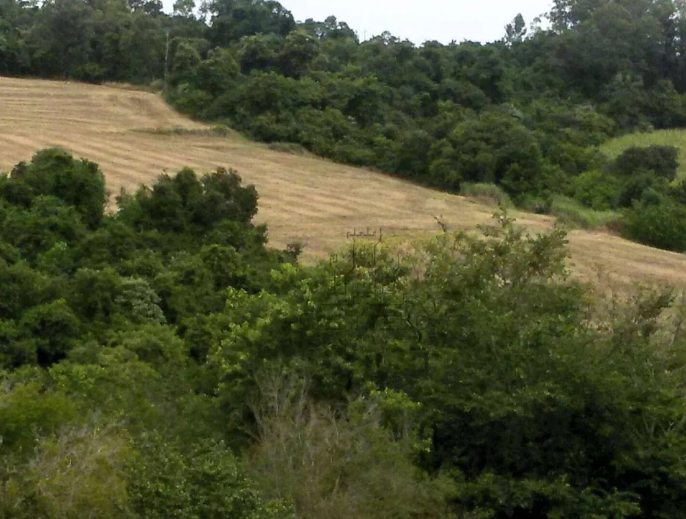 Sítio, 1 quarto, 9 hectares - Foto 3