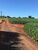 Sítio, 3 quartos, 2 hectares - Foto 27