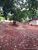 Sítio, 7 hectares - Foto 4