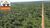 Fazenda-Sítio-Chácara, 15000 hectares - Foto 6