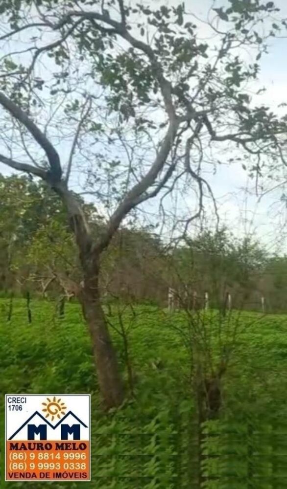 Fazenda, 42 hectares - Foto 2