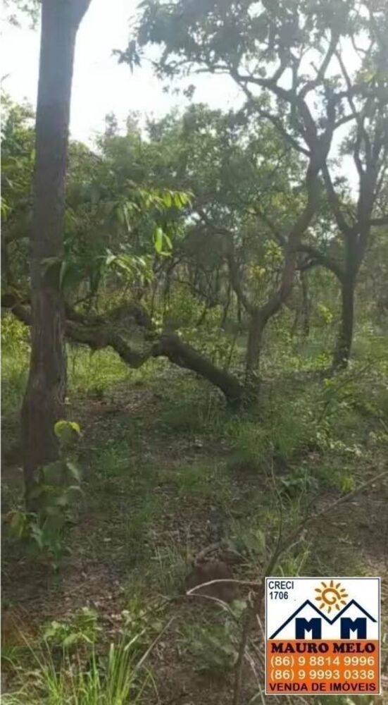 Fazenda, 42 hectares - Foto 4