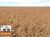 Fazenda-Sítio-Chácara, 570 hectares - Foto 4
