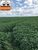 Fazenda-Sítio-Chácara, 268 hectares - Foto 2
