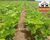 Fazenda-Sítio-Chácara, 14 hectares - Foto 4