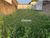 Terreno, 300 m² - Foto 7