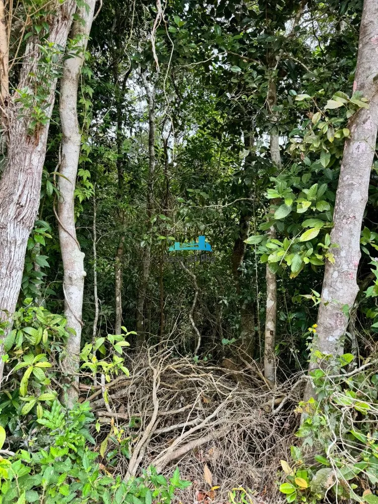 Terreno, 3 hectares - Foto 6