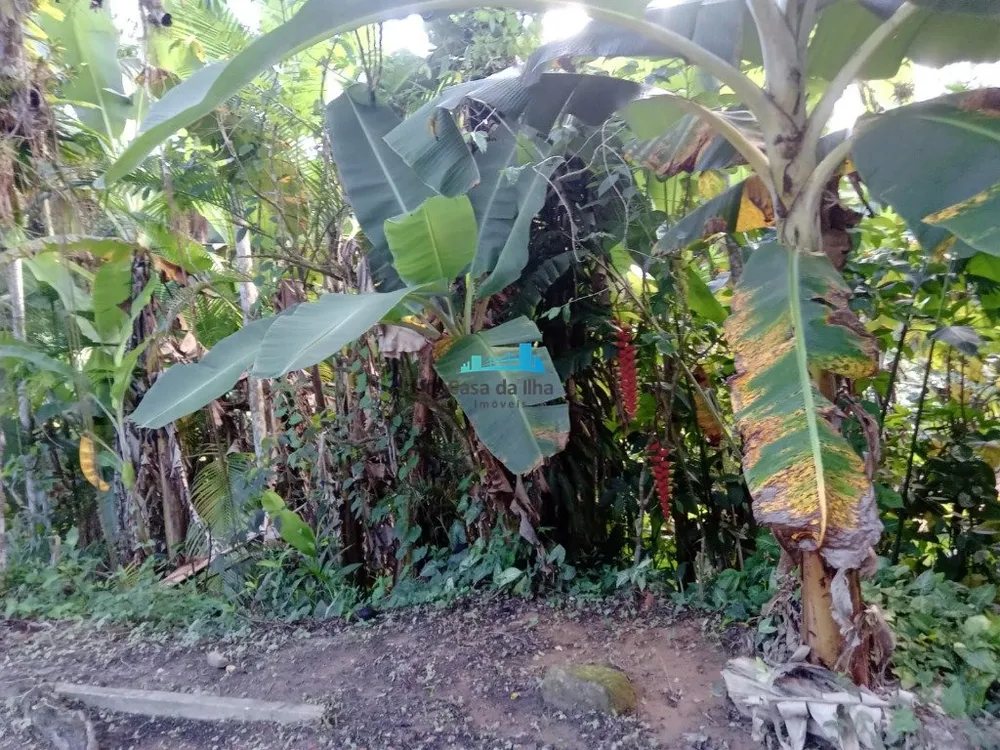 Terreno, 3 hectares - Foto 1