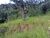 Terreno, 3 hectares - Foto 2