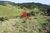 Terreno, 9 hectares - Foto 3