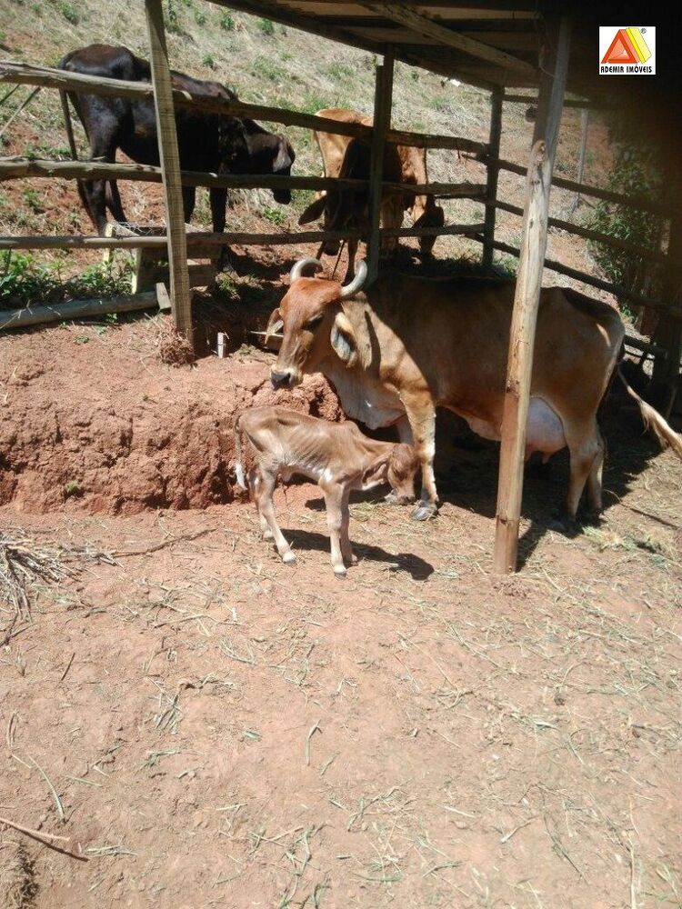 Sítio, 2 quartos, 3 hectares - Foto 2