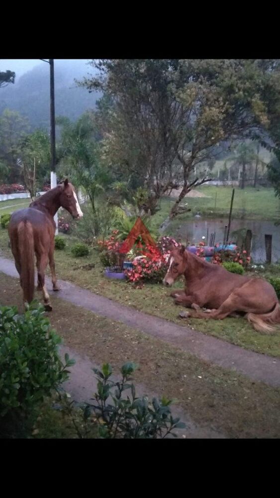 Chácara, 4 quartos, 2 hectares - Foto 15