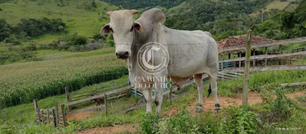 Fazenda - Foto 10