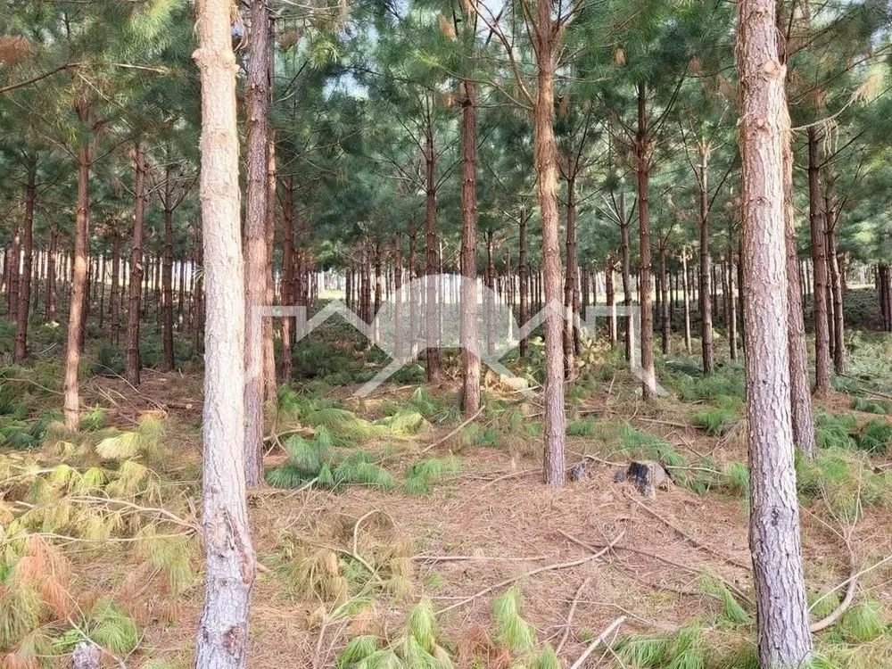 Terreno, 10000 m² - Foto 2