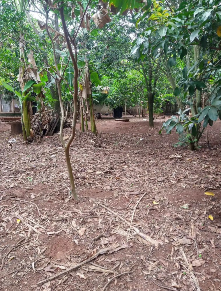 Chácara, 4 quartos, 4000 m² - Foto 14