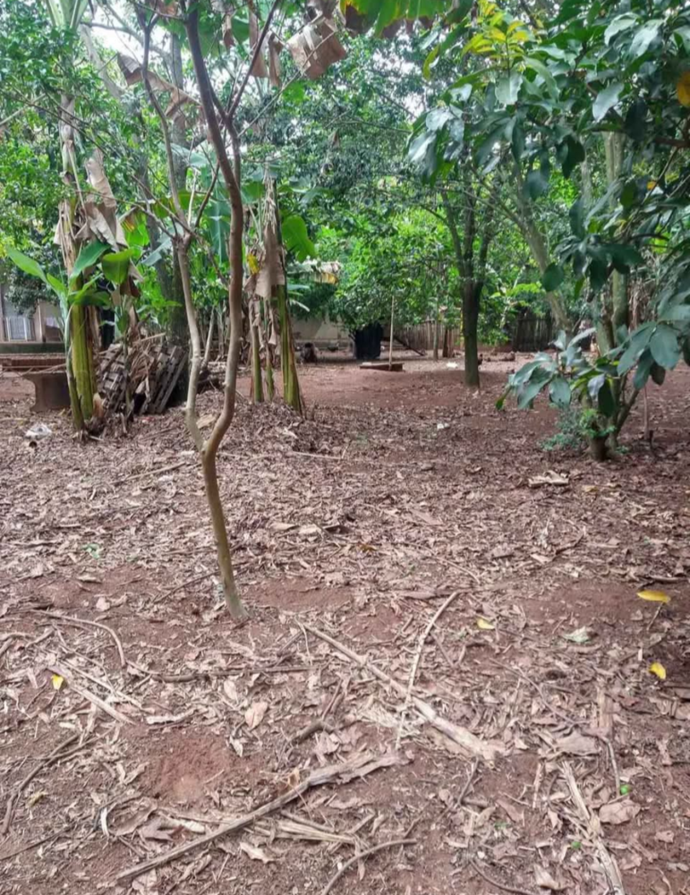 Chácara, 4 quartos, 4000 m² - Foto 4