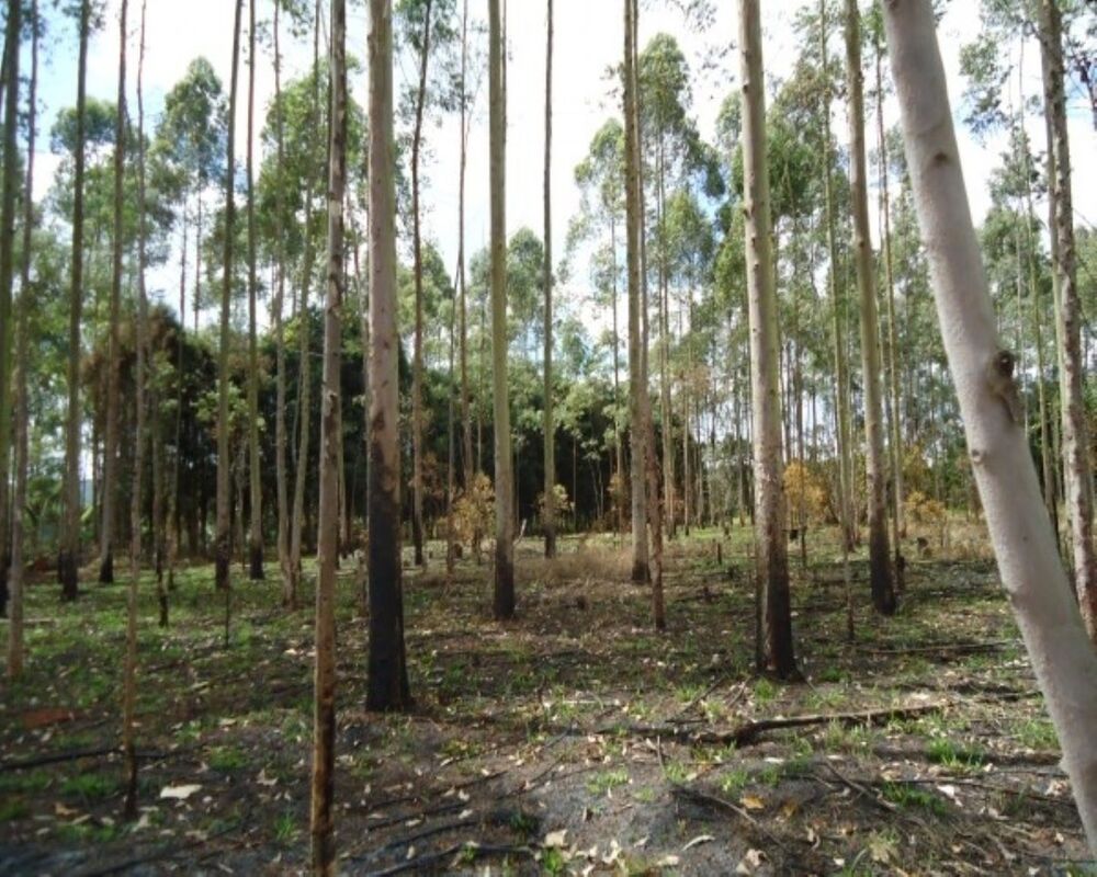 Prédio Inteiro à venda, 21000m² - Foto 3