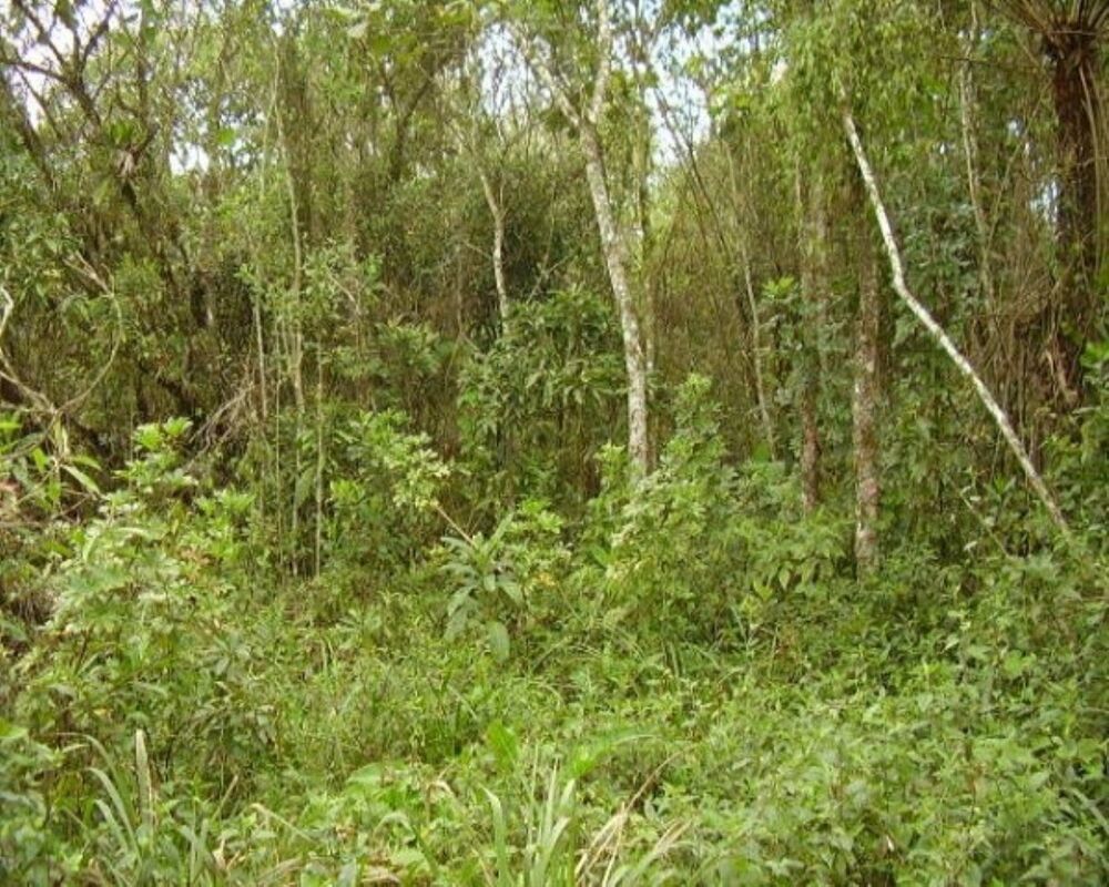 Sítio, 4 quartos, 5 hectares - Foto 10