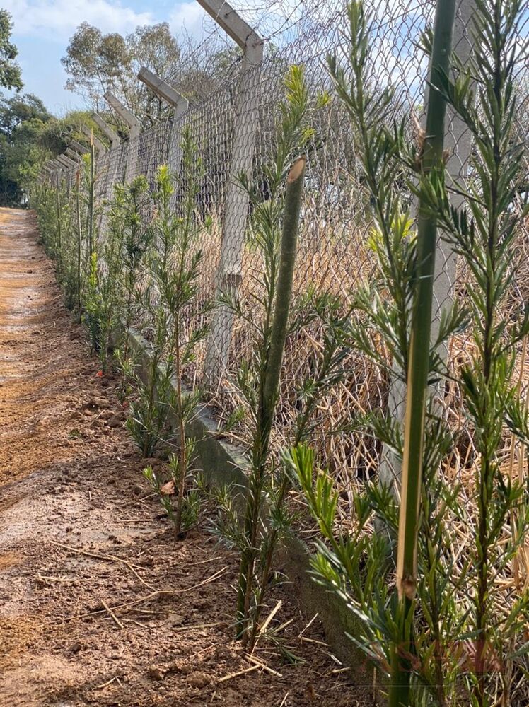 Terreno, 4200 m² - Foto 7