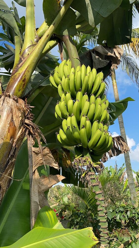 Terreno, 4200 m² - Foto 3