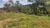 Sítio, 2 hectares - Foto 4