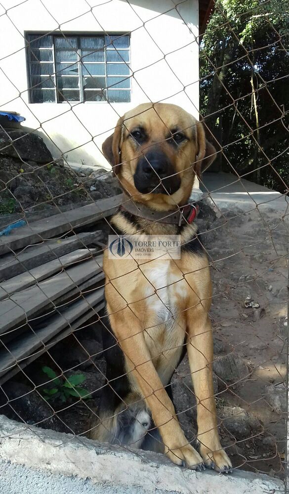 Chácara, 3 quartos, 8000 m² - Foto 3