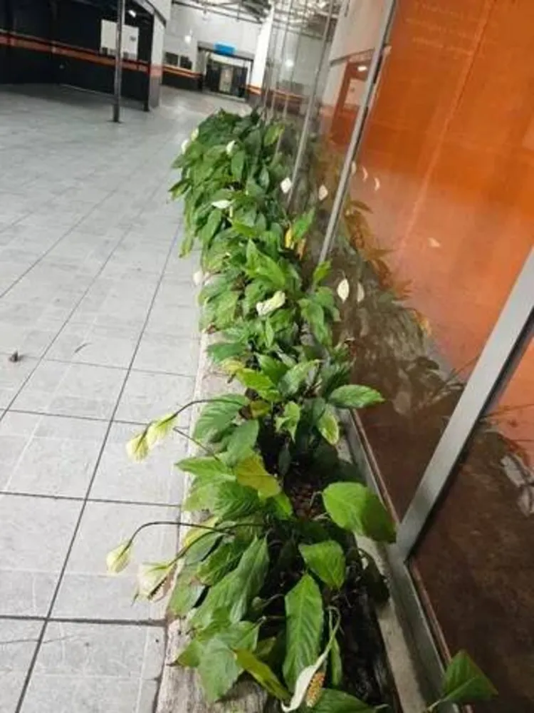 Depósito-Galpão, 400 m² - Foto 1