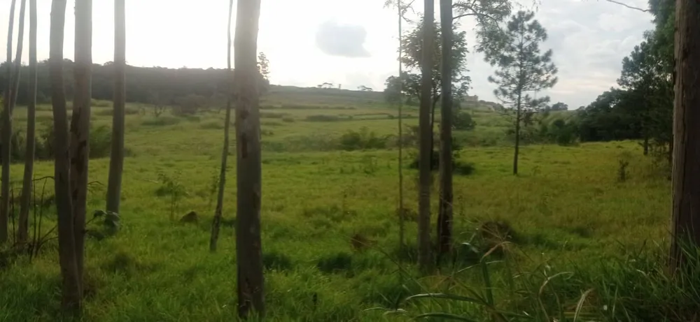 Terreno, 3 hectares - Foto 6