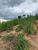 Terreno, 250 m² - Foto 2