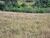 Terreno, 2 hectares - Foto 3